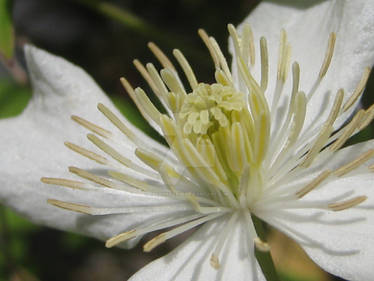 Clematis flammula close-up 2020.