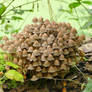 Coprinellus disseminatus cluster 2020.