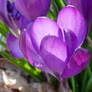 Purple Crocus vernus.