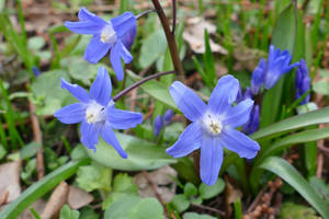 Scilla sardensis.