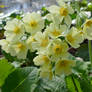 Primula elatior flowers.