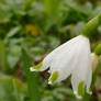 Leucojum aestivum close-up.