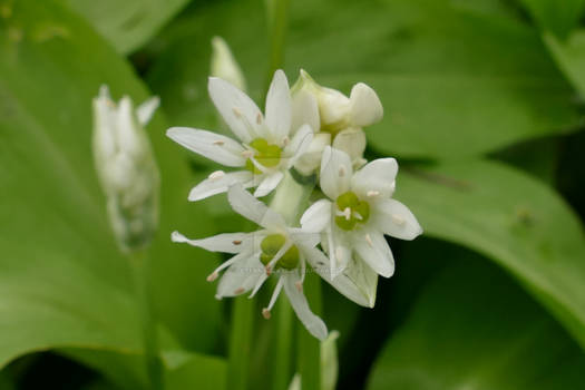 Allium ursinum.