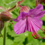 Geranium macrorrhizum.