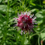 Maybe a Sanguisorba officinalis.