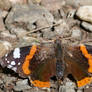 Vanessa Atalanta butterfly.