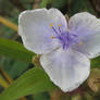 Tradescantia virginiana