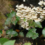 Pleurotus pulmonarius grouping.