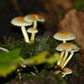 Hypholoma fasciculare mushrooms.