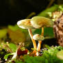 Hypholoma fasciculare mushrooms on moss.