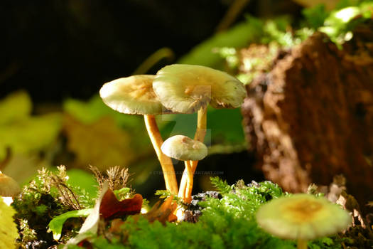 Hypholoma fasciculare mushrooms on moss.