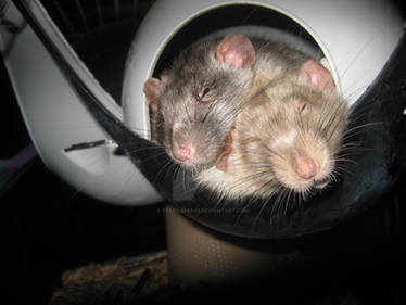 Rocko and Spunky Rat sleeping together.