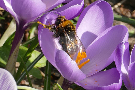 Bumblebee and crocuses.