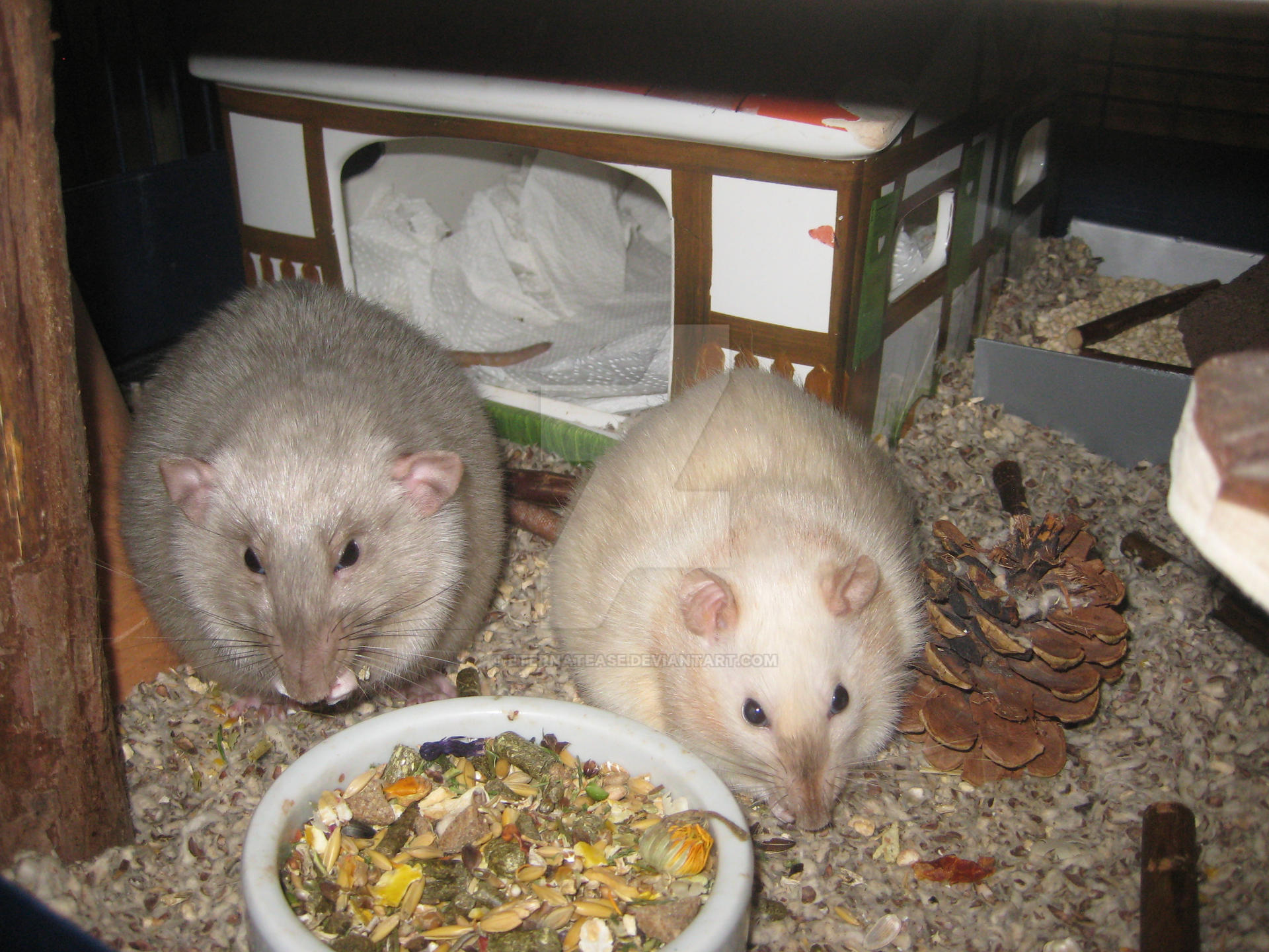 Spunky and Jojo Rat eating rat food. by Eternatease on DeviantArt
