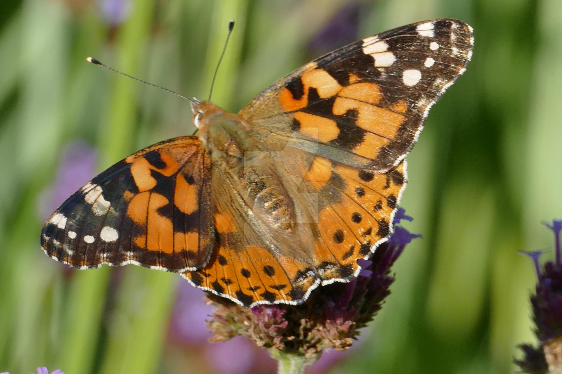Painted Lady Butterfly By Eternatease On DeviantArt painted-lady-butterfly-by-eternatease-on-deviantart