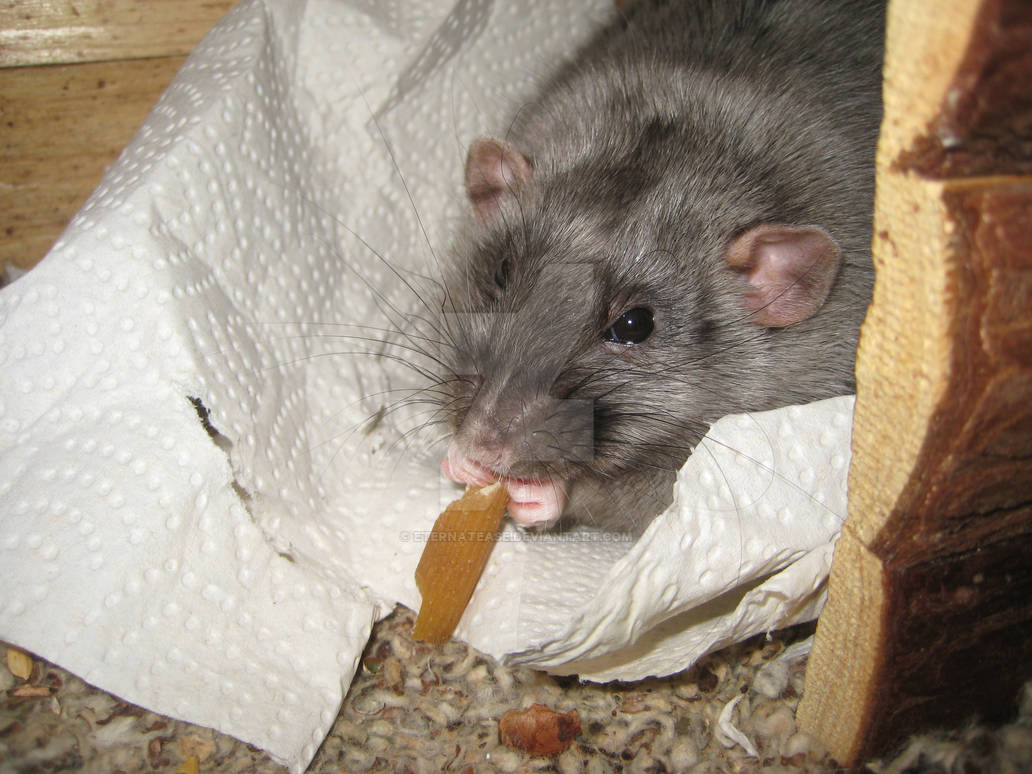Rat In Pasta Rocko Rat enjoying a piece of raw pasta. by Eternatease on DeviantArt
