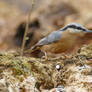 Cute Eurasian Nuthatch.