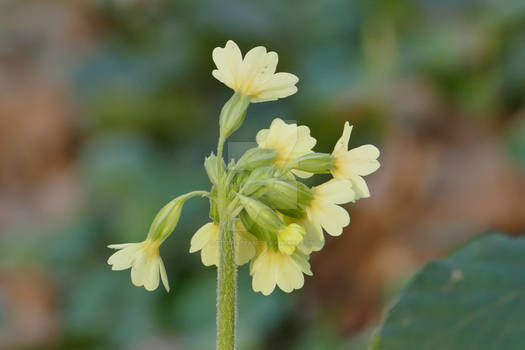 Primula Elatior Flowers.