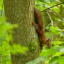 Red Squirrel on a tree.