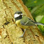 Great Tit on a tree.