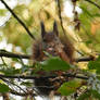 Eurasian Red Squirrel eating leaves.