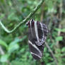 Zebra Longwing Butterfly.