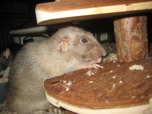 Old boy Spunky Rat.