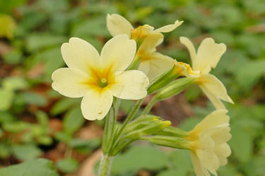 Oxlip Hybrid flowers.