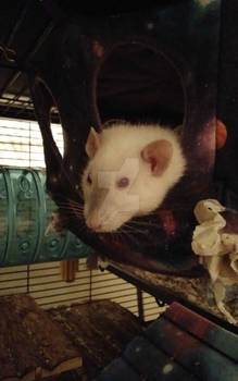 Snuitje Rat in the Roundabout hammock.