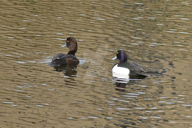 Pair of Tufted Ducks.