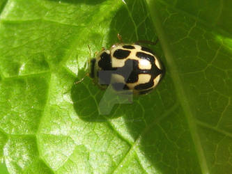 14-Spotted Ladybird Beetle macro.