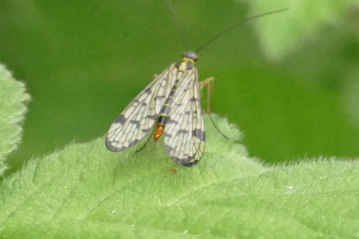 German Scorpionfly.