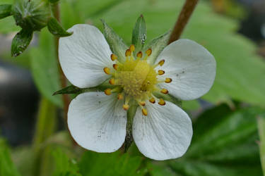 Wild Strawberry Flower macro.