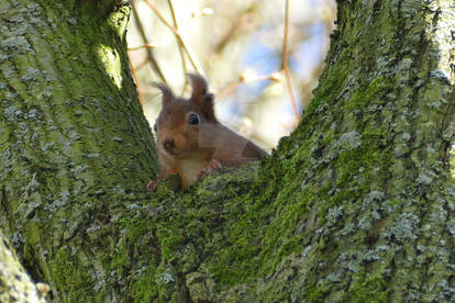 Peeking Red Squirrel.