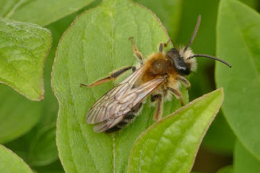 Grey-patched Mining Bee.