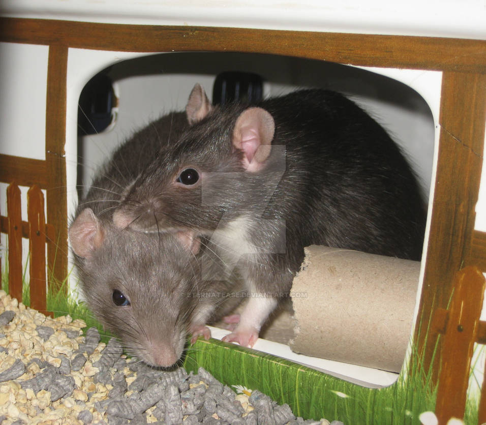 Notti and Pip Rat. by Eternatease on DeviantArt