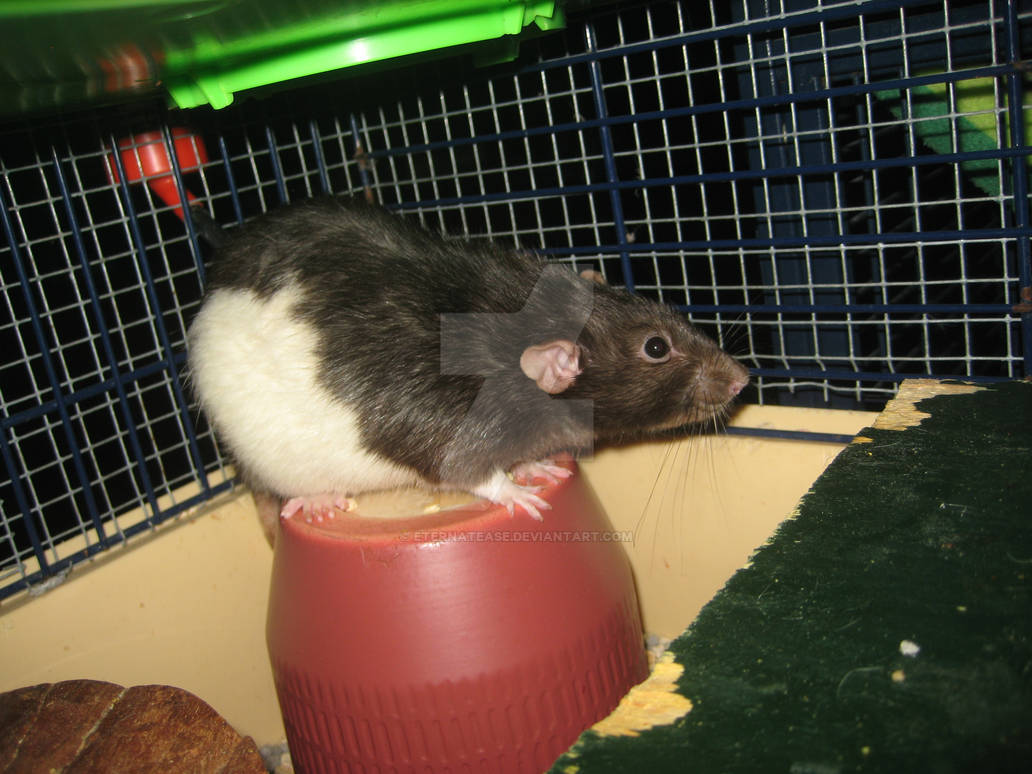 Thirty Rats Pretty boy Strauss Rat. by Eternatease on DeviantArt