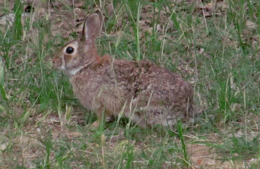 Hare