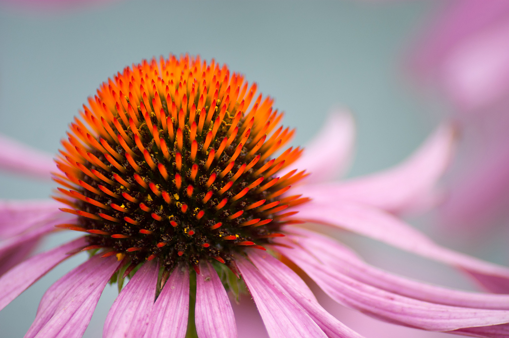 Echinacea Flower