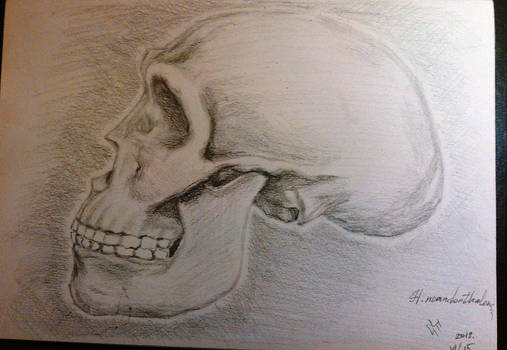 H.nenaderthalensis Skull Study