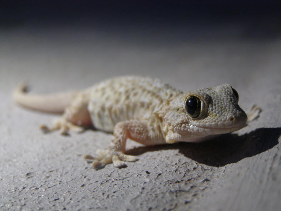Moonlight Gecko Deviantart moon gecko 2 by Epifonem on DeviantArt
