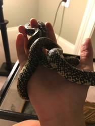 My new snake 2