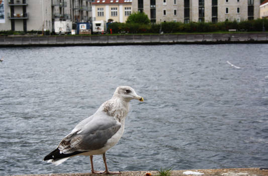 Seagull