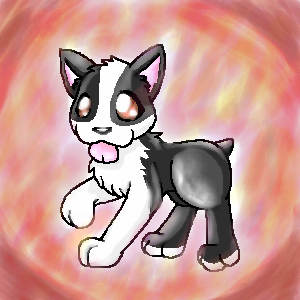 Boston Terrier- request