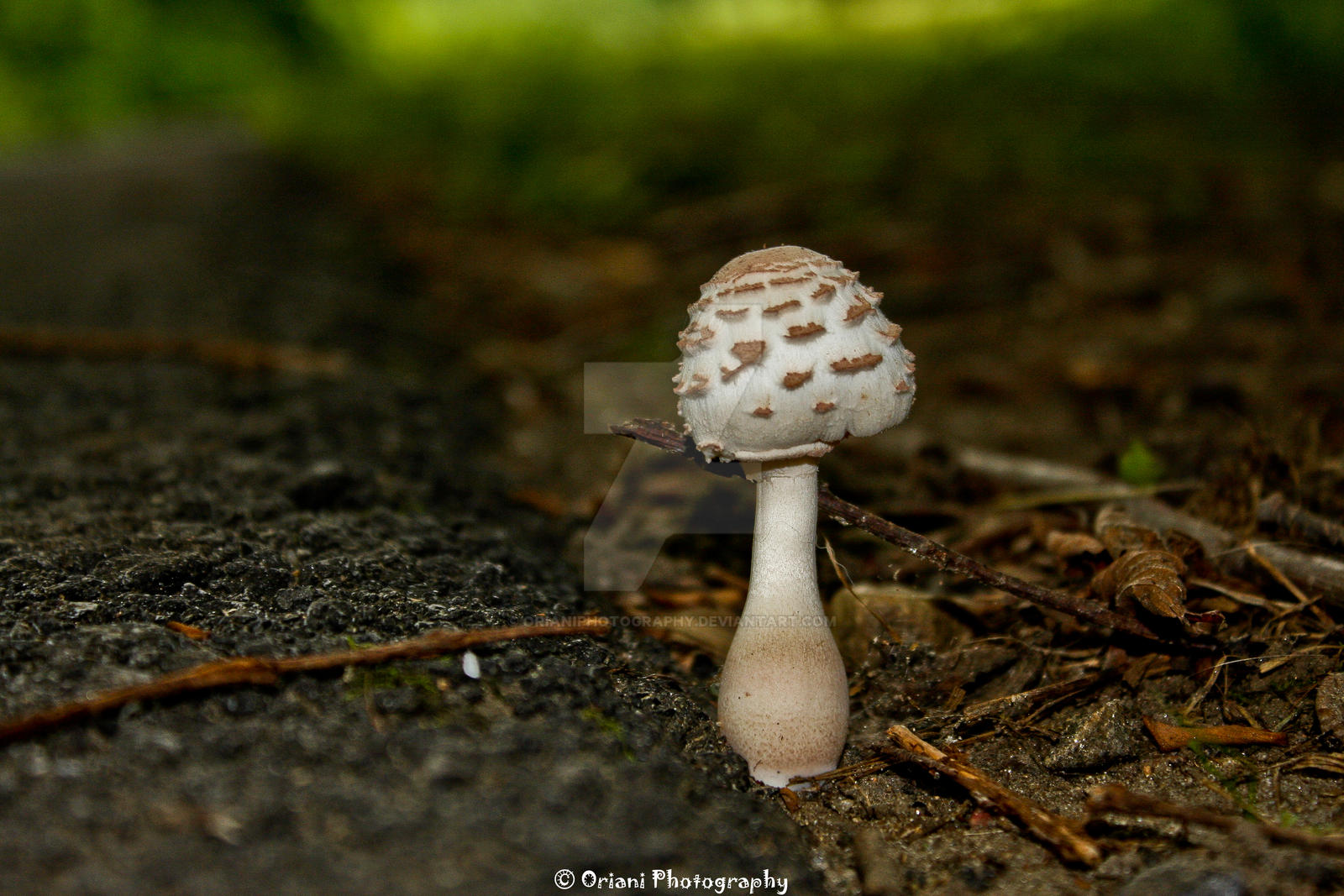 Mushroom