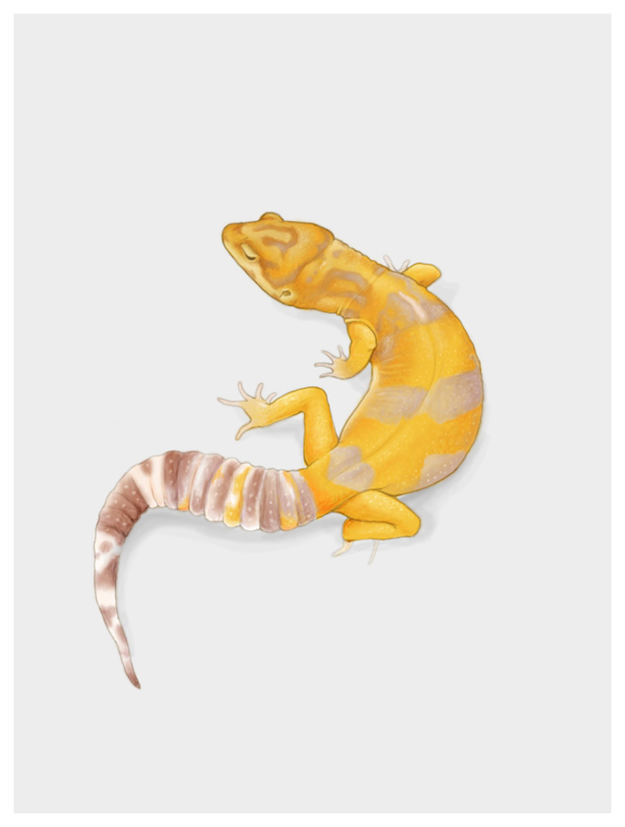 Leopard Gecko