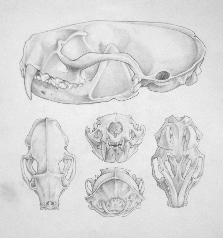 Mink Skull Angles Study