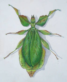 Leaf Bug Study