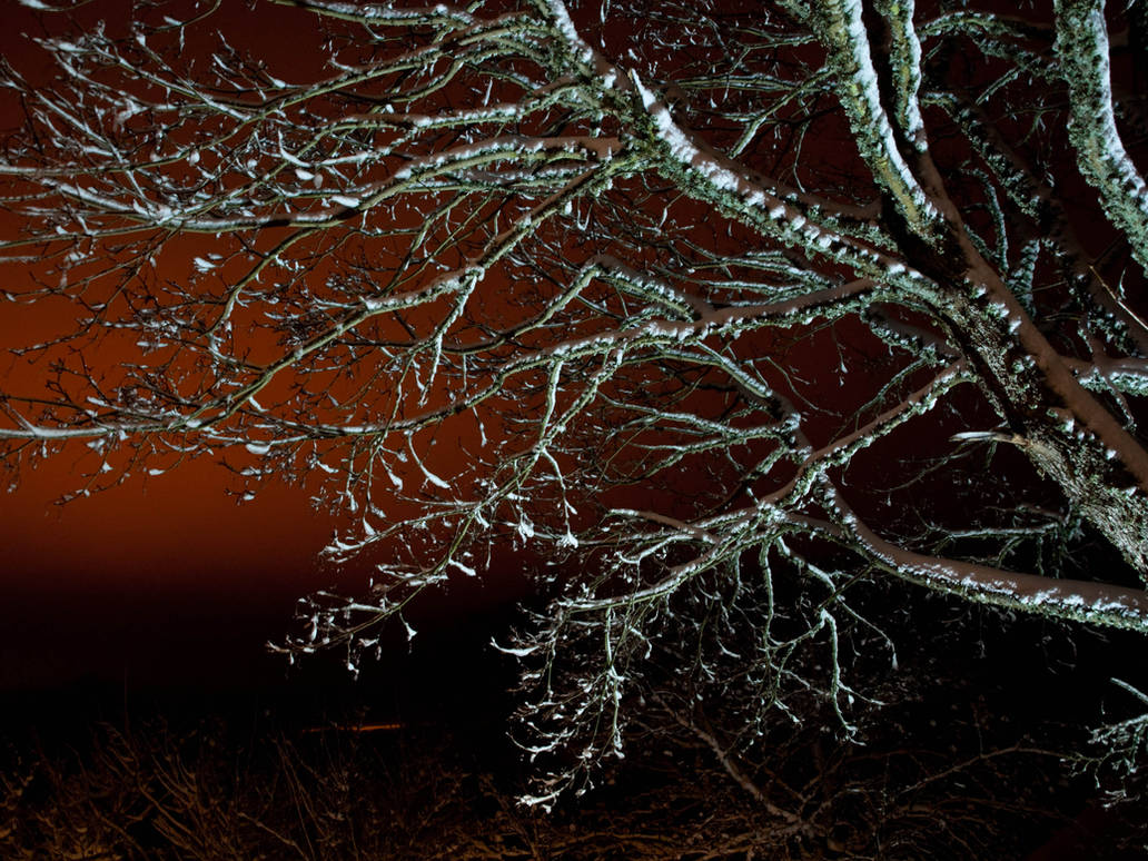 Winter Tree by sandrability