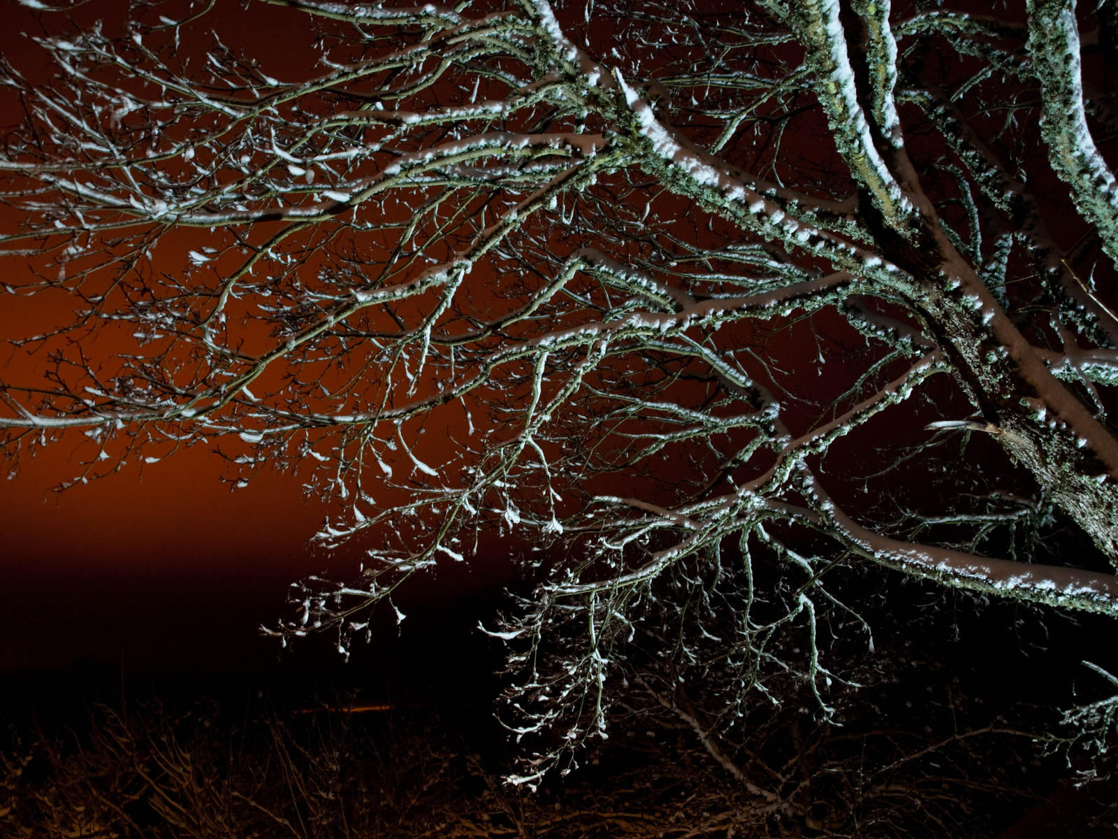 Winter Tree by sandrability